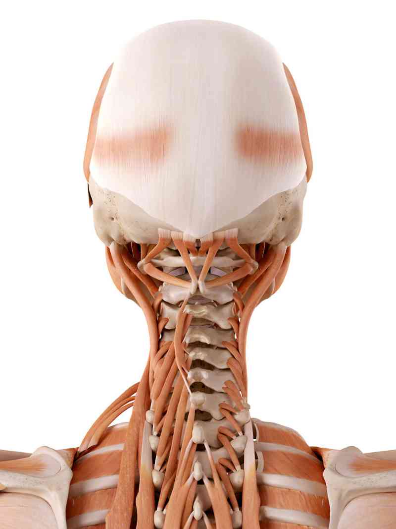 頸解剖結構