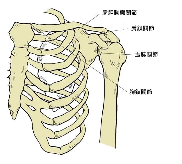 肩關節功能解剖